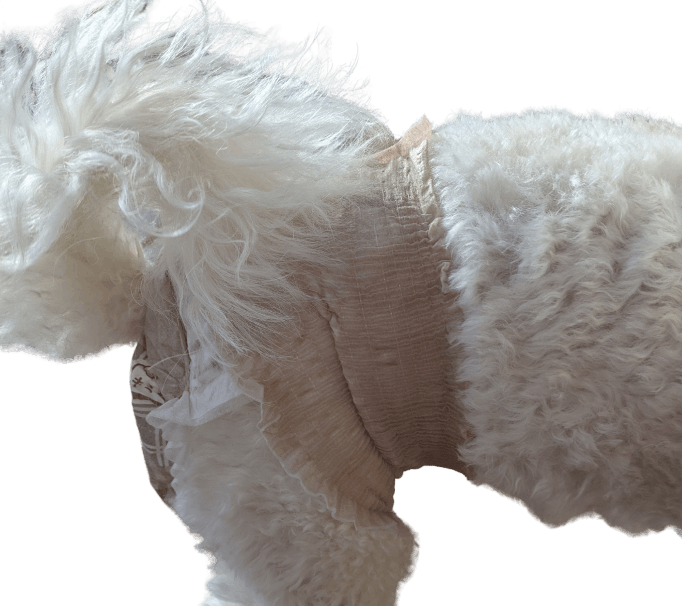 ビションフリーゼ（犬用おむつ着用イメージ）②