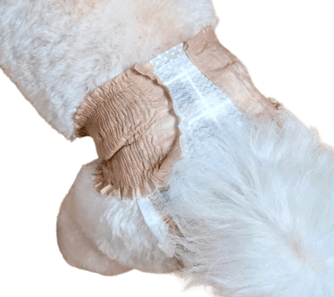 ビションフリーゼ（犬用おむつ着用イメージ）③