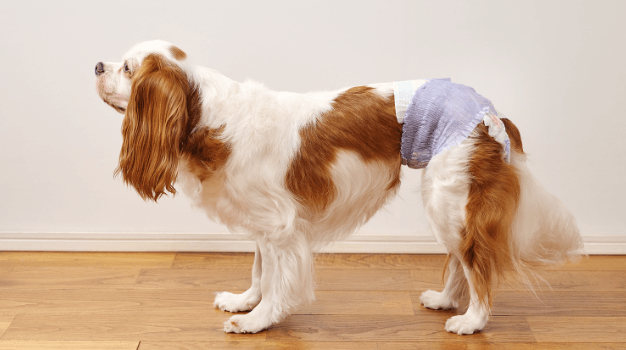 シニア犬が男女共用のパンツタイプおむつ「おまもりウェア」を着用している様子