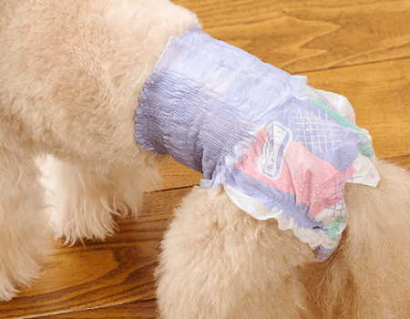 カラフルデザインの犬用おむつ 着用