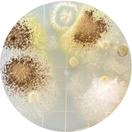 洗わなかったヘッド裏