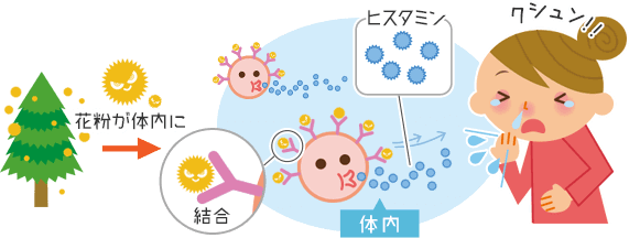 そもそも花粉症って 花粉省 エリエール